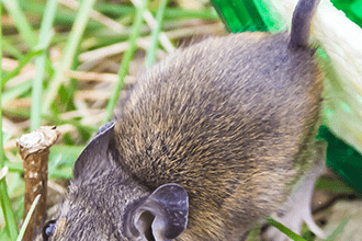 Effective Rat Removal in Houston: Ensuring a Rodent-Free Home