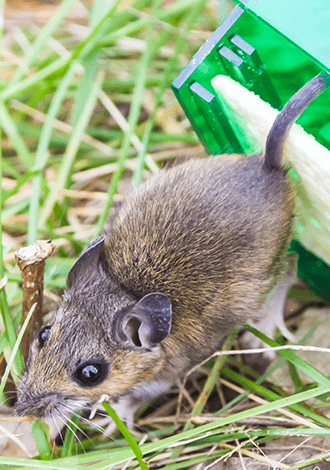 Effective Rat Removal in Houston: Ensuring a Rodent-Free Home