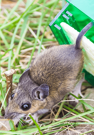 rat removal in Houston