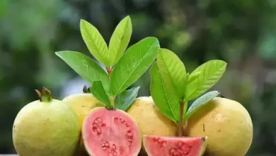 The Benefits of Guava Fruit