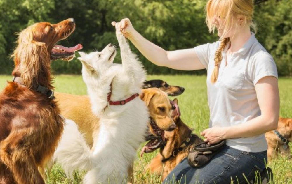 Beyond Basic Commands Advanced Dog Training in Portland