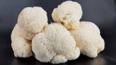 What are the ideal growing conditions for Lion's Mane mushrooms