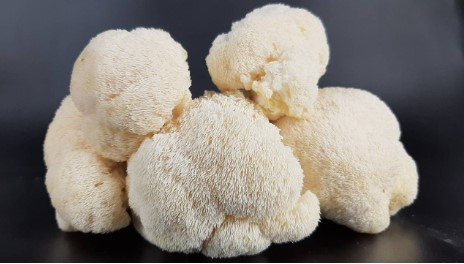 What are the ideal growing conditions for Lion's Mane mushrooms