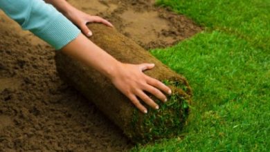 The Importance of Proper Irrigation in Lawn Installation