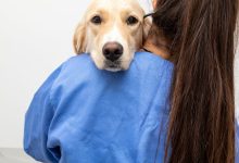 Integrative Veterinary Care in NYC