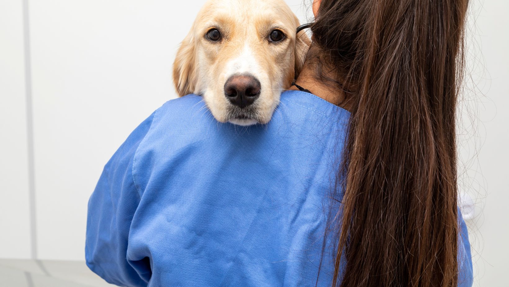 Integrative Veterinary Care in NYC