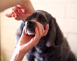 Topic: The Growing Trend of Wellness: Combining Botox Treatments and Pet-Friendly Spa Experiences